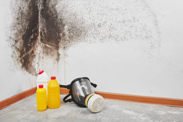 Best Certified Mold Removal  in Bee Cave, TX