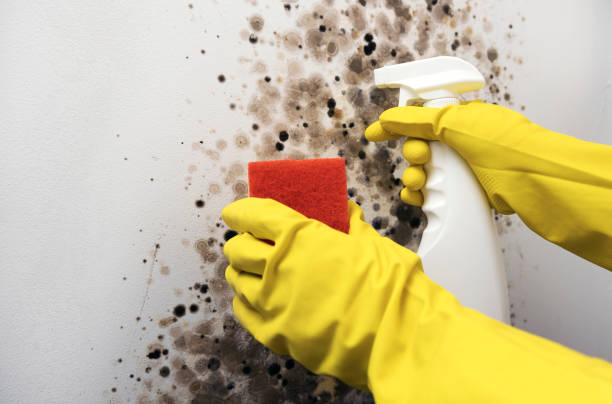 Trusted Bee Cave, TX Mold Removal Experts